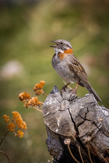 102 Torres Del Paine, roodkraaggors.jpg